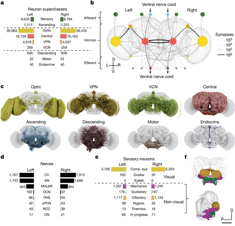 Seis painéis sobre o cérebro da mosca: barras com o número de neurônios por categoria, esquema das conexões entre categorias, oito reconstruções coloridas, contagem de neurônios em cada nervo, tipos de neurônios sensoriais e reconstruções dos sensoriais não visuais.