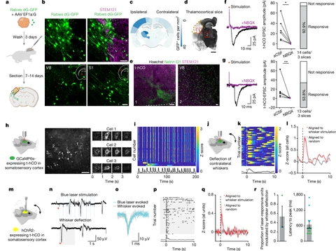 Figura com dezoito painéis: esquemas de ratos, imagens de neurônios fluorescentes, registros elétricos e gráficos em que a atividade das células humanas sobe logo após o toque nos bigodes.