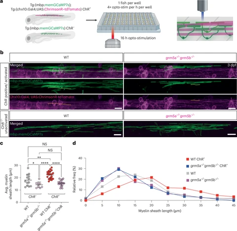 Esquema de larvas de peixe-zebra numa placa sob luz, imagens de mielina verde em peixes normais e mutantes e um gráfico em que as bainhas dos normais estimulados são mais longas.