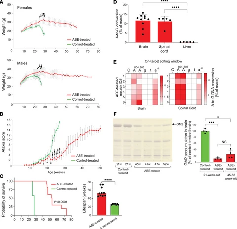 Gráficos comparando camundongos tratados com editor de bases (vermelho) e com vírus-controle (verde): peso, ataxia que sobe mais tarde e sobrevivência maior nos tratados; correção do DNA de cerca de 10% no cérebro e na medula e quase nula no fígado; e bem menos GM2 no cérebro tratado.